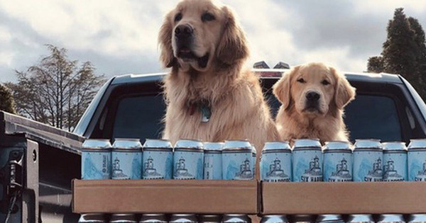 Dân tình phát sốt vì cặp cún làm shipper bia mùa cách ly, nhanh nhẹn và cực thạo việc!